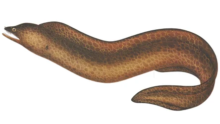 Muraena pseudothyrsoidea